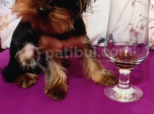 Yorkshire Terrier Sifir Numara A Kalite