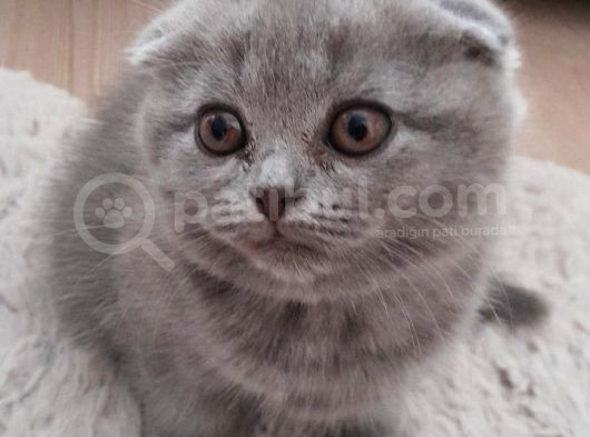 Teslime Hazır Dişi Yavrumuz 2 Aylık görsel
