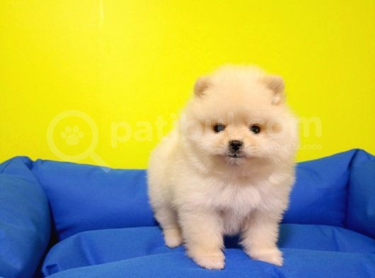 Boo Dog Pomerani̇an Yavrularimiz görsel
