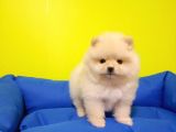Pomeranian Boo Yavruları