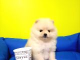 Boo Dog Pomerani̇an Yavrularimiz