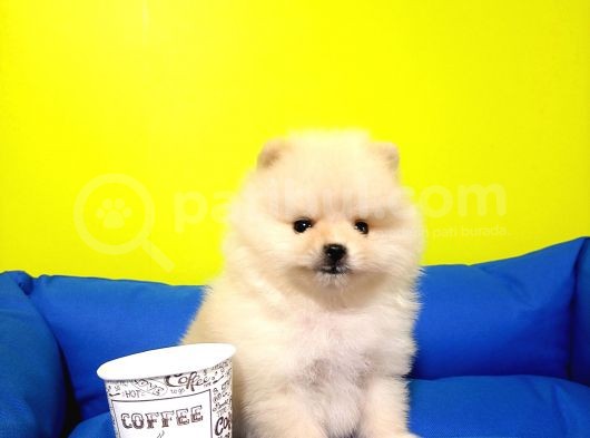 Boo Dog Pomerani̇an Yavrularimiz