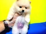 Boo Dog Pomerani̇an Yavrularimiz