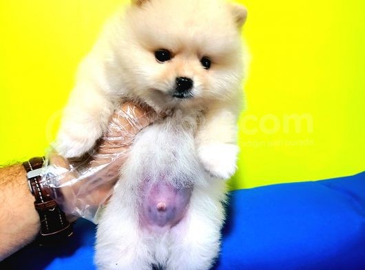 Boo Dog Pomerani̇an Yavrularimiz görsel