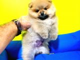 Boo Dog Pomerani̇an Yavrularimiz