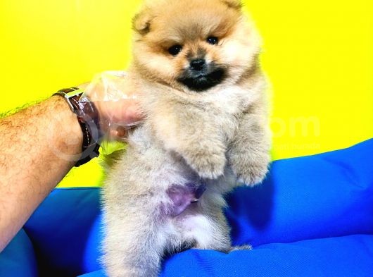 Boo Dog Pomerani̇an Yavrularimiz görsel