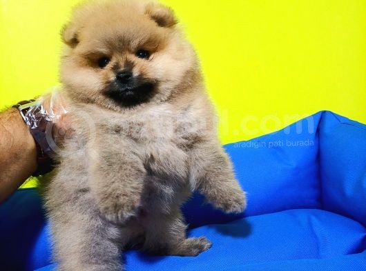 Boo Dog Pomerani̇an Yavrularimiz görsel