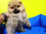 Pomeranian Boo Yavruları