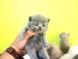 Blue British Shorthair