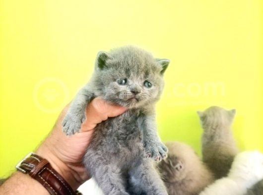 Blue British Shorthair görsel