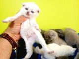 Blue Point British Shorthair