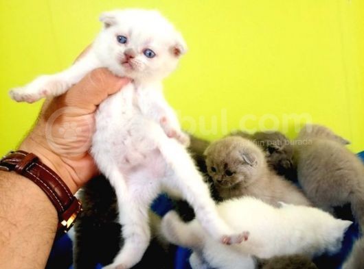 Blue Point British Shorthair görsel