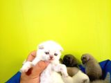 Blue Point British Shorthair