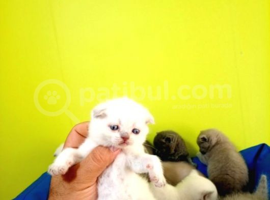 Blue Point British Shorthair