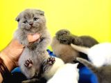 Blue Scottish Fold Yavrular Dişi Erkek Açıklamayı Okuyun