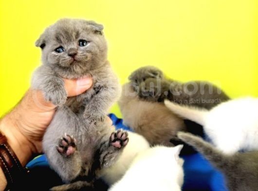 Blue Scottish Fold Yavrular Dişi Erkek Açıklamayı Okuyun görsel