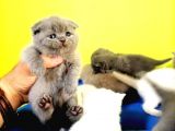 Blue Scottish Fold Yavrular Dişi Erkek Açıklamayı Okuyun