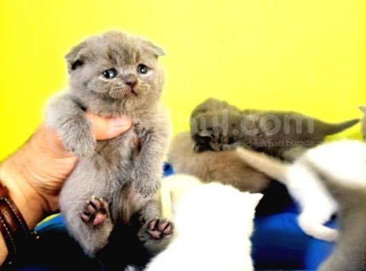 Blue Scottish Fold Yavrular Dişi Erkek Açıklamayı Okuyun görsel