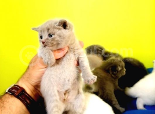 Blue British Shorthair görsel