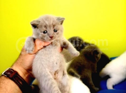 Blue British Shorthair görsel