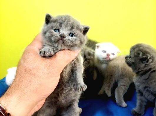 Blue British Shorthair