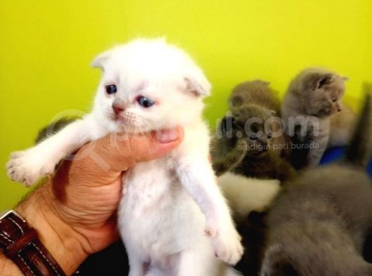 Blue Point British Shorthair görsel