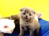 Blue Scottish Fold Yavrular Dişi Erkek açıklamayı Okuyun