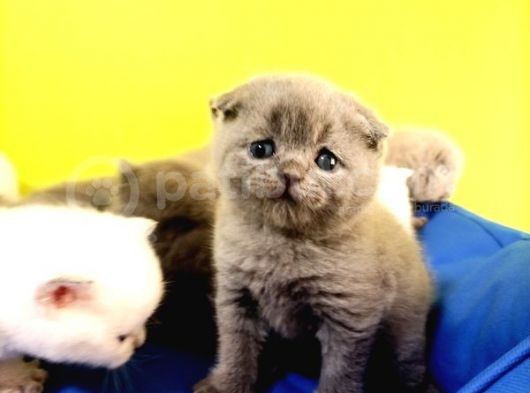 Blue Scottish Fold Yavrular Dişi Erkek Açıklamayı Okuyun