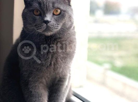 Kayip Oğlumuz Duman