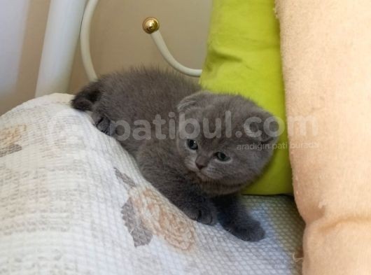 Scotish 2 Aylıkdan Küçük Dişidir görsel