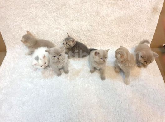 Ev Kedi̇leri̇ Safkan Di̇şi̇ Ve Erkek Bri̇ti̇sh Shorthai̇r Yavrular görsel