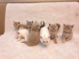 Ev Kedi̇leri̇ Safkan Di̇şi̇ Ve Erkek Bri̇ti̇sh Shorthai̇r Yavrular