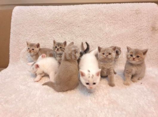 Ev Kedi̇leri̇ Safkan Di̇şi̇ Ve Erkek Bri̇ti̇sh Shorthai̇r Yavrular görsel