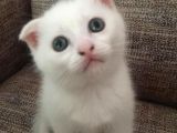 Scottish Fold Beyaz Tesli̇me Hazir Çok Özel Son 2 Yavru