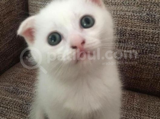 Scottish Fold Beyaz Tesli̇me Hazir Çok Özel Son 2 Yavru görsel