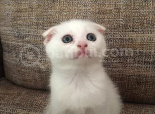 Scottish Fold Beyaz Tesli̇me Hazir Çok Özel Son 2 Yavru görsel