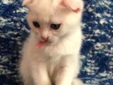 Scottish Fold Beyaz Tesli̇me Hazir Çok Özel Son 2 Yavru