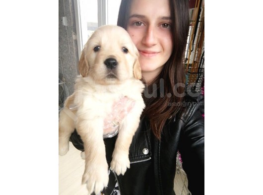 Golden Yavru (Bursa Köpek Okulu)
