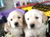 Golden Yavru (Bursa Köpek Okulu)