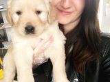 Golden Yavru (Bursa Köpek Okulu)