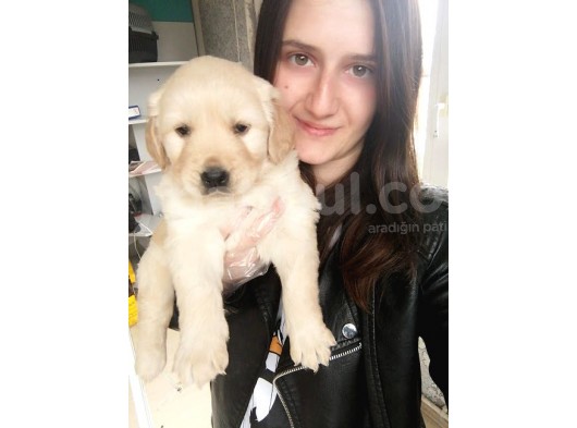 Golden Yavru (Bursa Köpek Okulu) görsel