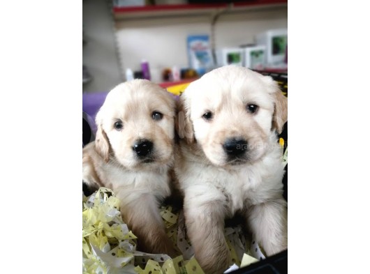 Golden Yavru (Bursa Köpek Okulu) görsel