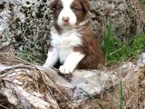 Border Collie Yavrular (Bursa Köpek Okulu)