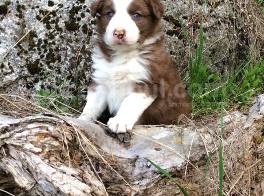 Border Collie Yavrular (Bursa Köpek Okulu)