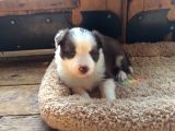 Border Collie Yavrular (Bursa Köpek Okulu)