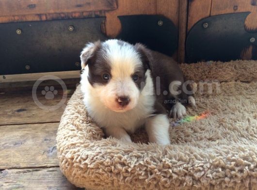 Border Collie Yavrular (Bursa Köpek Okulu) görsel