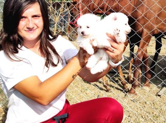 Spitz Yavruları (Bursa Köpek Okulu)