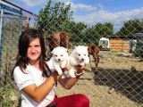 Spitz Yavruları (Bursa Köpek Okulu)