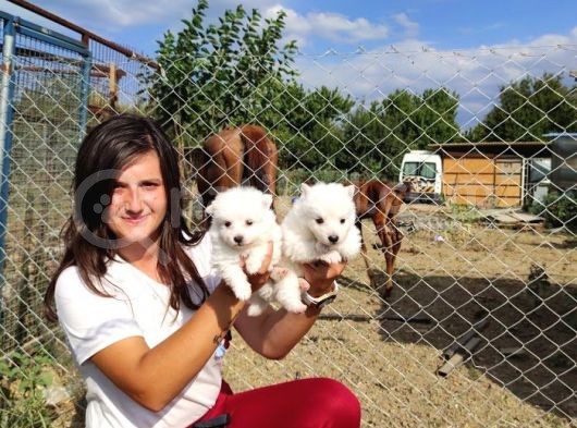Spitz Yavruları (Bursa Köpek Okulu) görsel
