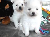 Spitz Yavruları (Bursa Köpek Okulu)